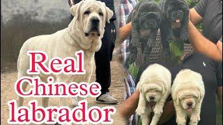 Full video of Chinese Labrador puppy