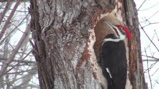 pileated woodpecker making a nest in the snow movie