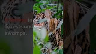 Are There Other Subspecies Of Jaguars ?