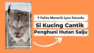 9 Fakta Menarik Tentang Lynx Kanada l Si Kucing Cantik Penghuni Hutan Salju.