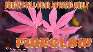 Why 'Fireglow' Japanese Maple Is a Must-Have for Your Garden | Mr Maple's Cultivar Highlights