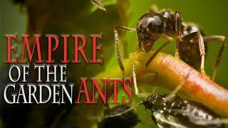 Empire of the Garden Ants