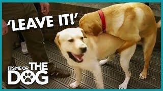 How to Stop Your Dog Humping | It's Me or the Dog