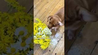 Будьте счастливы️ #таняислава #семьявместе #многодетнаясемья #большаясемья #беременность