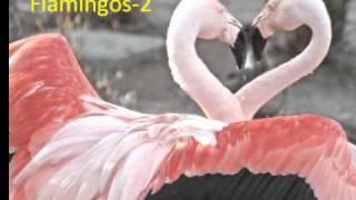 Birds & Sounds.wmv