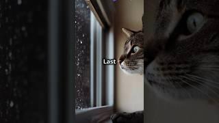 The Cat That Predicts Weather – Unbelievable but True!"