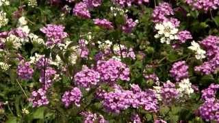 Bandana lantanas are tough, compact Super Plants