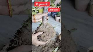 Jade tree#jade #plants #gardening #youtubeshorts #shorts#shree ji creative garden