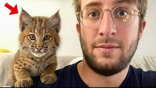 This Rescue Bobcat Cub Is a Born Comedian – Try Not to Smile at Her Goofy Antics!