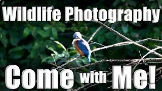 Finding a Kingfisher! Wildlife Photography Vlog with Canon 7D mark 2 and Sigma 150-600mm