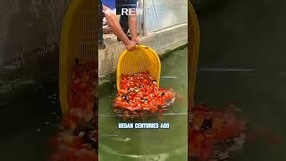 Why Koi Fish Swim in Japan’s Street Gutters! 