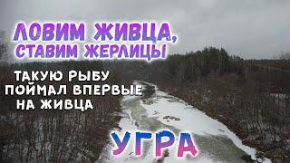 Рыбалка на реке УГРА | ЛОВИМ ЖИВЦА, СТАВИМ ЖЕРЛИЦЫ | ТАКУЮ РЫБУ Я ЕЩЁ НЕ ЛОВИЛ НА ЖИВЦА