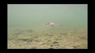 Lures in Motion: Realis Rozante