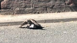 Female sparrowhawk killing a magpie - Glasgow Violence!