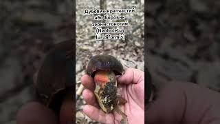 Дубовик крапчастий або Боровик зернистоногий (Neoboletus luridiformis)