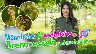 Weibliche und männliche Brennnesseln unterscheiden  Tipps für optimale Nutzung #wildkräuter #garten