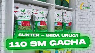 ️ Beda urug'i-SUNTER, Turkiya +998995414444  #agro #farm #trending #beda #alfalfa