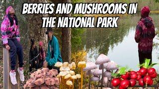 BERRIES AND MUSHROOMS+A DAY IN EVO NATIONAL PARK | THE LINDEMANS