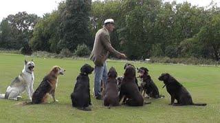 How to hand feed your dog effectively (full video)