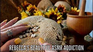 De-seeding Sunflower!(No talking only) Removing seeds from dried sunflower head! ASMR