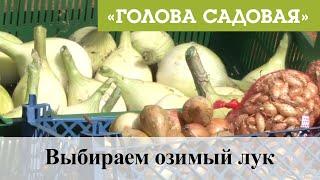 Голова садовая - Выбираем озимый лук