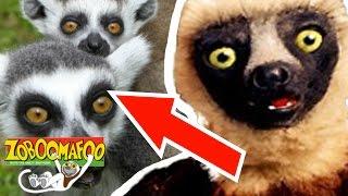  Zoboomafoo Season 1 Episode 5 - Happy Lemur Day | HD | Full Episode