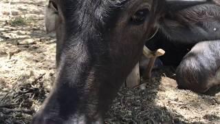 Water buffalo, horse and camel relax in the desert (quiet video)