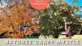 All You Need to Know About the Natchez Crape Myrtle- Year Long Interest, Special Bark, Shape & More