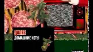 Дальше - Домашние коты (31.12.09 - 01.01.10)