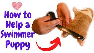 How to Help a puppy with Swimmer Puppy Syndrome 