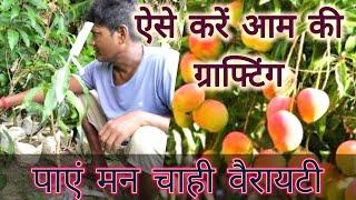 आम की कलम बांधने की सबसे आसान तरीका, जो आपको आज तक कोई नहीं बताया / Mango Tree Grafting  Easily.