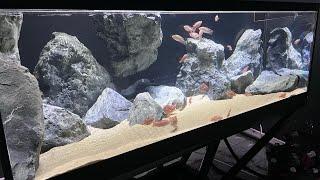 Aquadecor's new product- Magnetic Ultra Flex back and side rocks