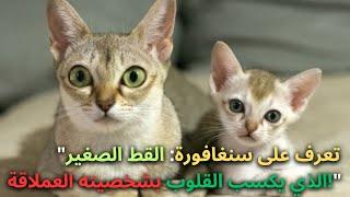 سنغافورة - العملاق الصغير لعالم القطط الذي سيفوز بقلبك
