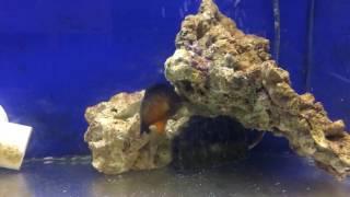 Premium Aquatics Fish Video 6-2-2017