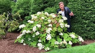 Oak Leaf Hydrangea - one of the best Hydrangeas out there