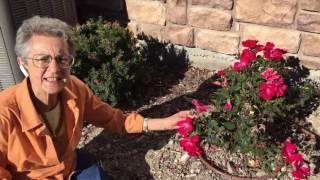 Felicia Nagamatsu - ROSES PLANTING JOY - Your Journey Of You