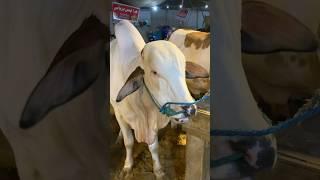 MASHAALLAH ️#cow #2025 #shorts