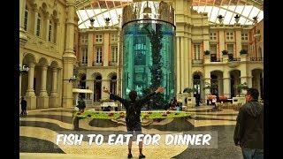 Fish to Eat for Dinner: MGM Macau (Watch in HD)