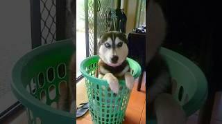 Normal dogs vs Huskies#shorts #dog #doglover #dogs #husky #huskydog #huskies