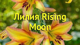 Лилия от гибрид Райзинг Мун. Краткий обзор, описание характеристик lilium Rising Moon