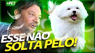 CACHORRO MALTÊS, UM CACHORRO DE APARTAMENTO QUE NÃO SOLTA PELO! | RICHARD RASMUSSEN