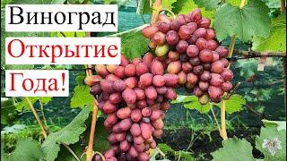 Виноград – ОТКРЫТИЕ ГОДА! Самый вкусный МУСКАТ! Входит в ТОП 5 по ВКУСУ!