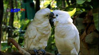 Amazing bird species in the forest | relaxing sound | Animal Planet