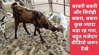 Powerful sirohi bridder with Barbari goat, goat matting video, crossing video.