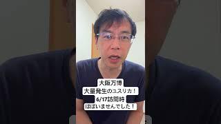 大阪万博に大量発生のユスリカ、6/17訪問時はほぼいませんでした！