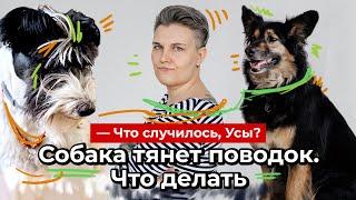 Собака тянет поводок: что делать?// Что случилось, Усы