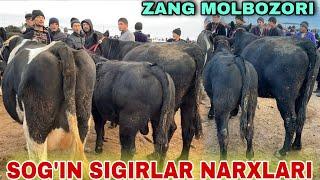 ZANG MOLBOZORDAN ANGUS GRENFORT RASISKI VA JAYDARI SOG'IN SIGIRLAR NARXLARI 14.12.2024