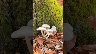 Необычный Опёнок белый. Удемансиелла слизистая. Oudemansiella mucida. Armillaria mucida. Mushrooms.