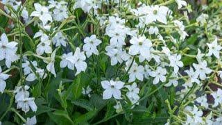 How To Grow Nicotiana