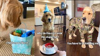Golden Retrievers Second Birthday (pre covid)